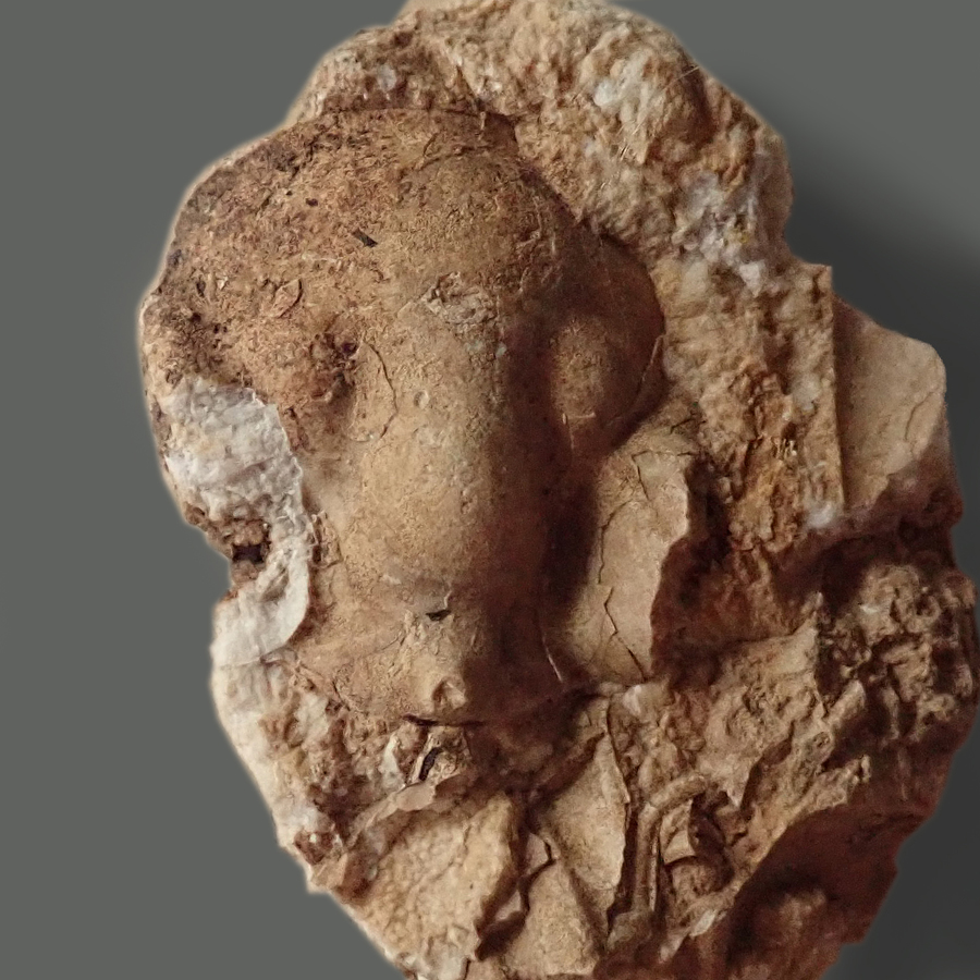 Kranidium trilobita, 23 mm (sag), chýnické v., Čeřinka u Bubovic