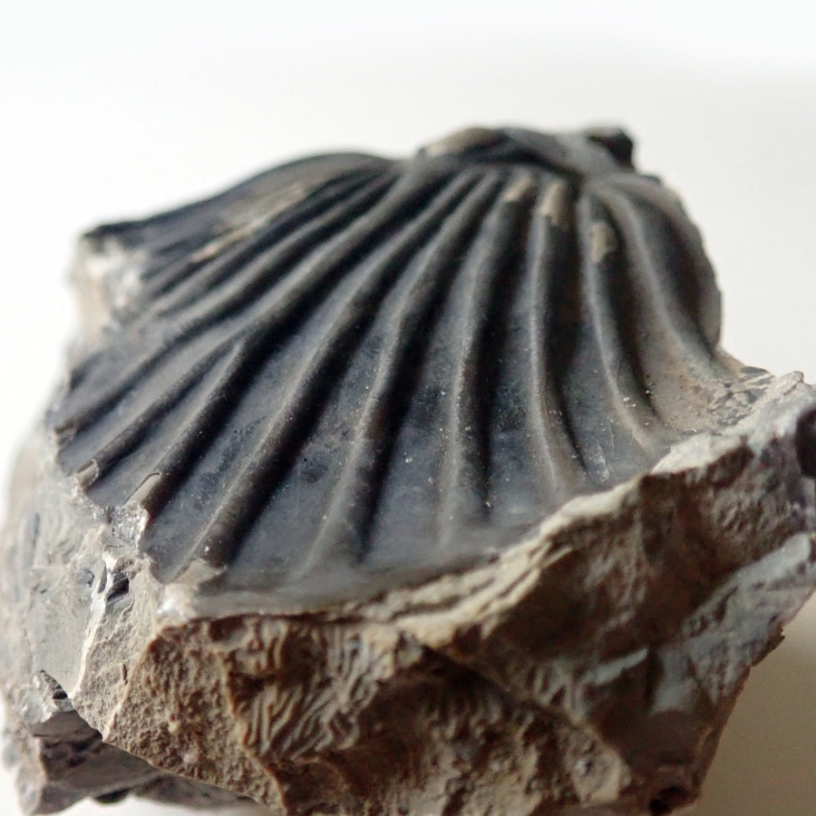 65 mm (sag.), Bubovice