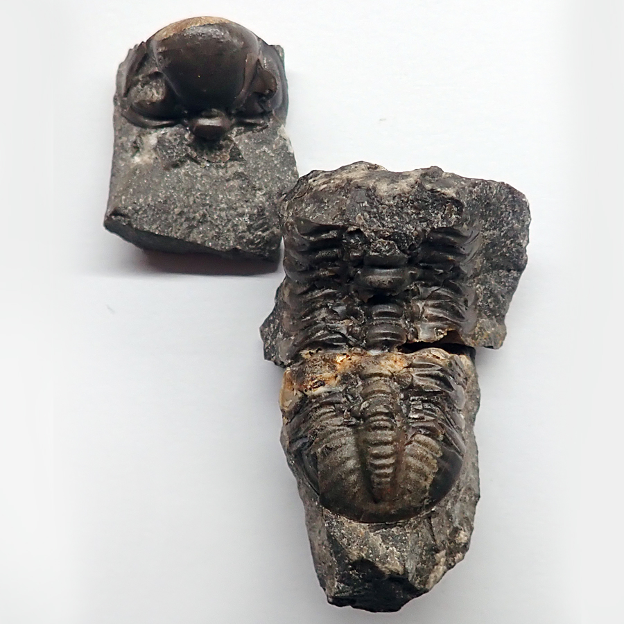 Cephalon 18 mm (sag), thoraxopygon 43 mm (sag), Sv. Jan pod Skalou - zlíchovské s.