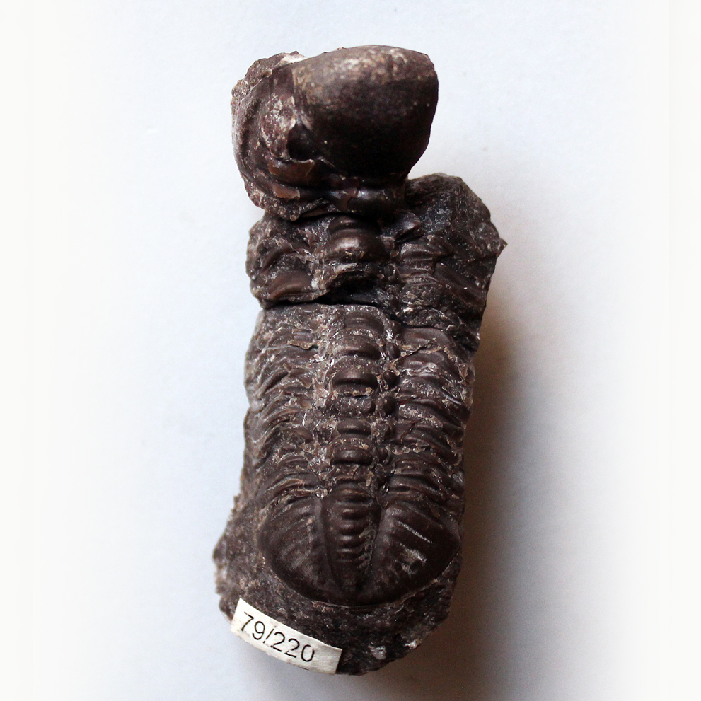 75 mm (sag.), Praha, Zlíchov - zlíchovské souvrství, spodní ems