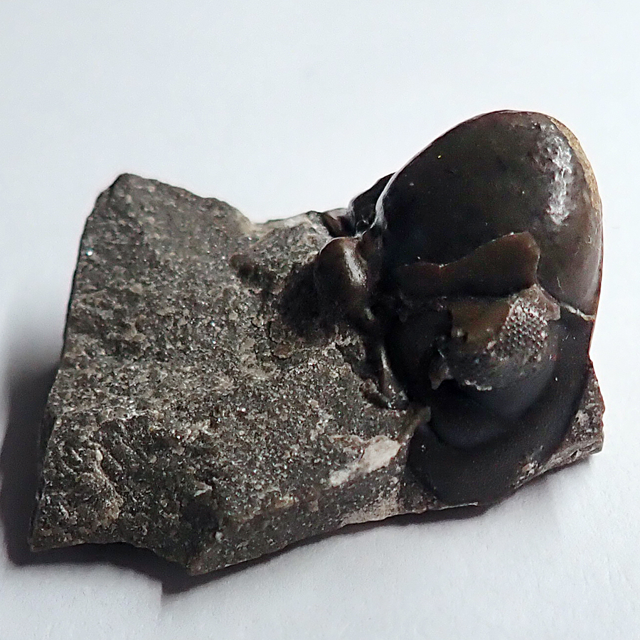 Cephalon 18 mm (sag), thoraxopygon 43 mm (sag), Sv. Jan pod Skalou - zlíchovské s.