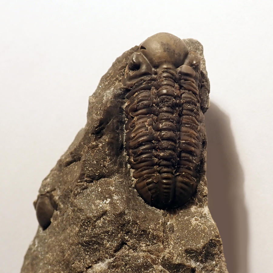 42 mm (sag), Praha, Dalejské údolí - zlíchovské s.