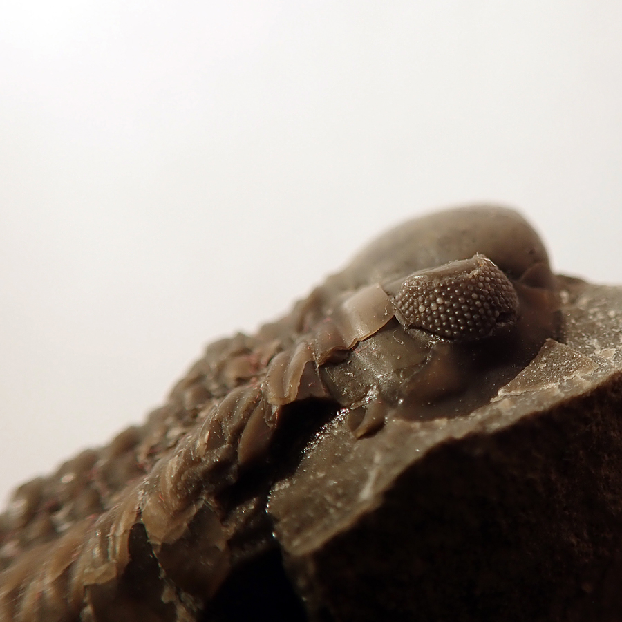 42 mm (sag), Praha, Dalejské údolí - zlíchovské s.