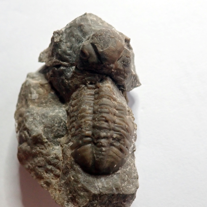 37 mm (sag), Bubovice