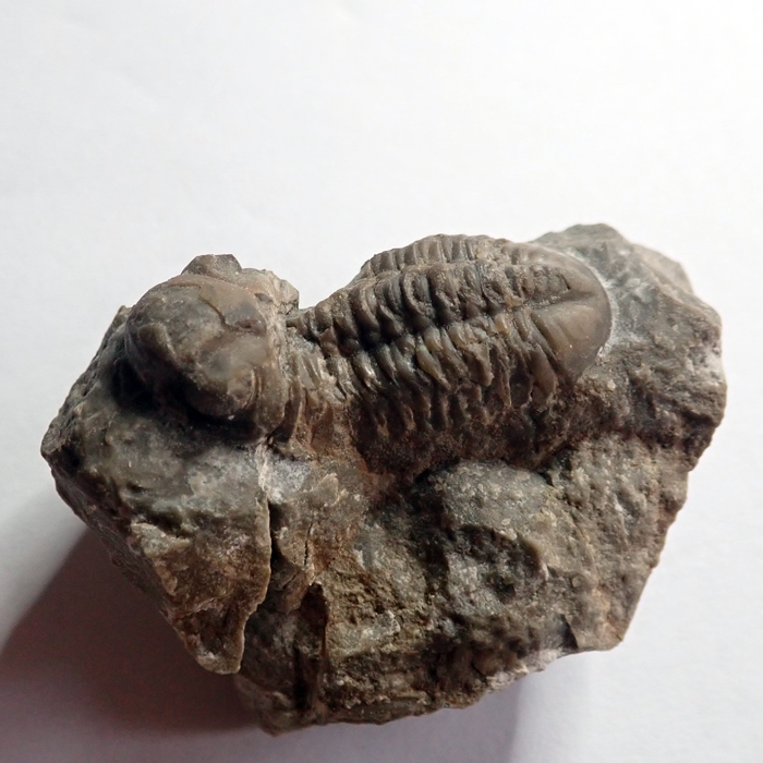 37 mm (sag), Bubovice