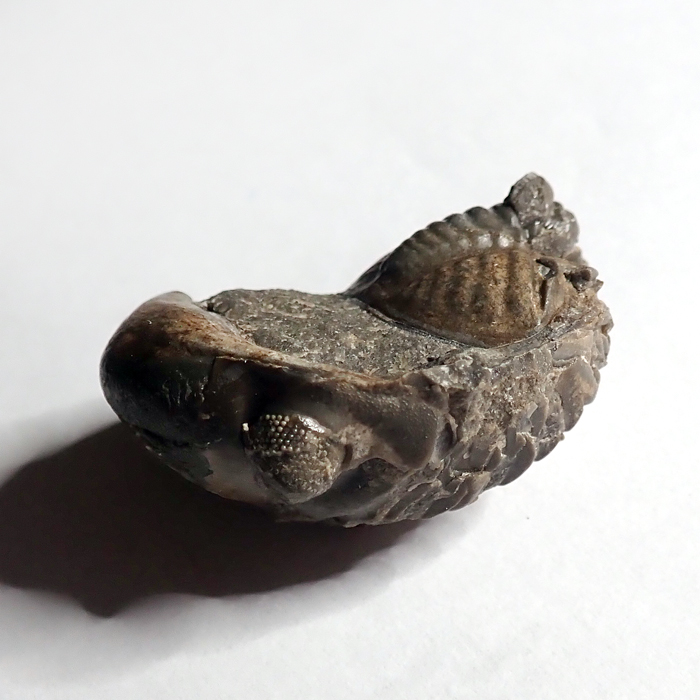 Částečně zvětralý, podtočený jedinec - 46 mm (sag), Karlštejn