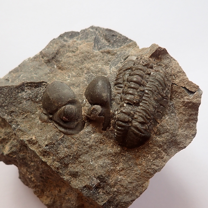 Velikost thoraxopyge 37 mm (sag), Hostim