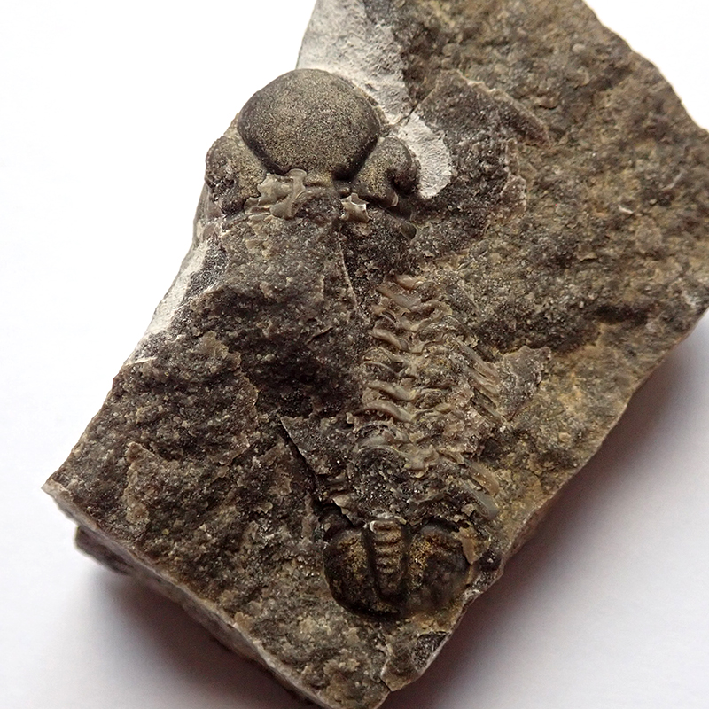 Svlečka - 36 mm (sag), Hostim, 2025