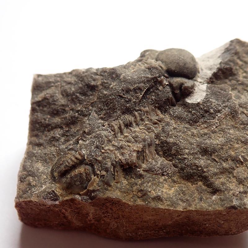 Svlečka - 36 mm (sag), Hostim, 2025